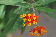 Asclepias curassavica